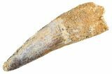 Fossil Spinosaurus Tooth - Real Dinosaur Tooth #305747-1